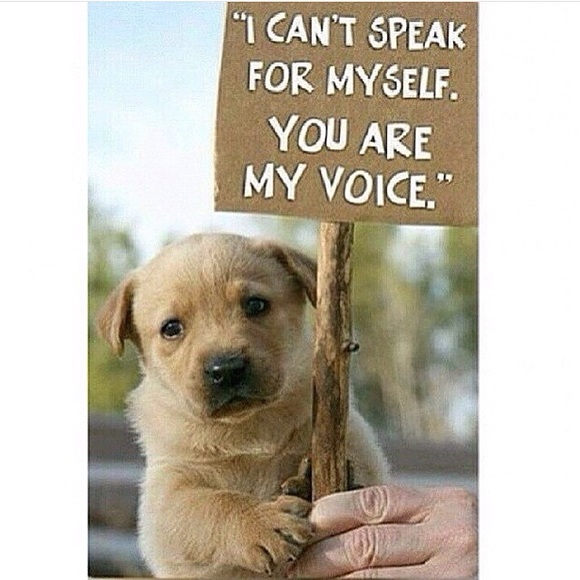 Millions of dogs are being killed