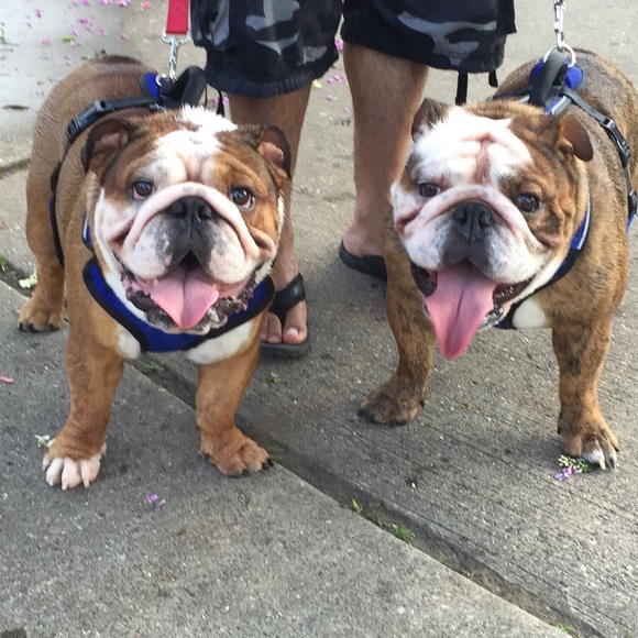 Meet your seller/buyer dog lover I have 2!πΆπΆ - Picture 2 of 4