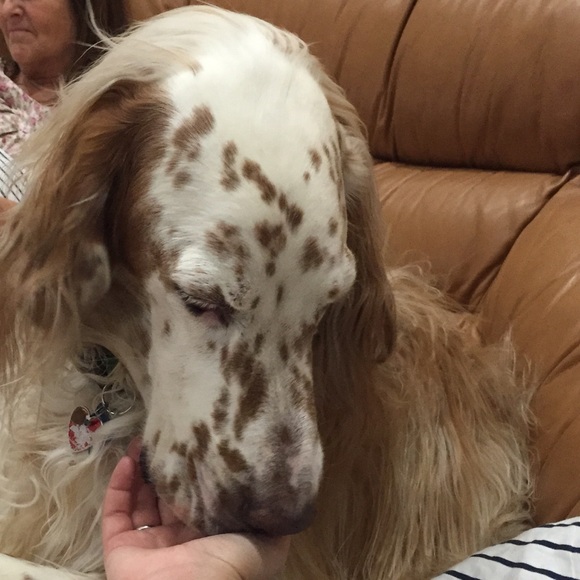 Meet Luke! - Picture 2 of 4