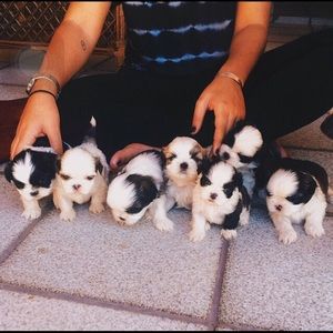 Bundle for @seecuesee