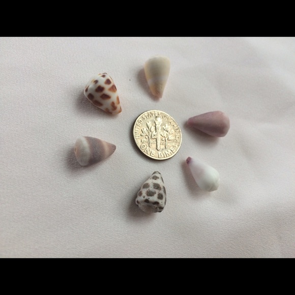 Surf tumbled cone shells !