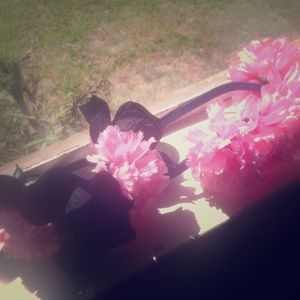 flower head bends 🌺🌺.