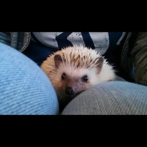One adorable hedgehog (not really for sale)