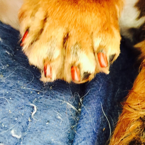sushi got a PAWDICURE