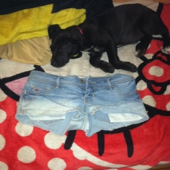 NWOT hollister shorts