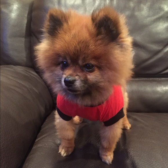 RUN DMC DOG SHIRT - Picture 4 of 4