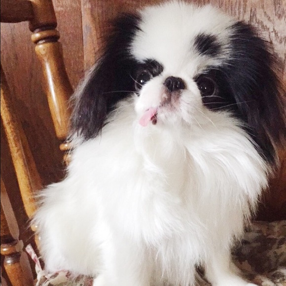 Little Howie says hello!