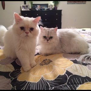 Lilly Pulitzer Summer Haze and striped top XS