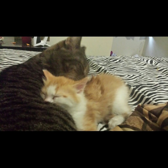 My fur babies