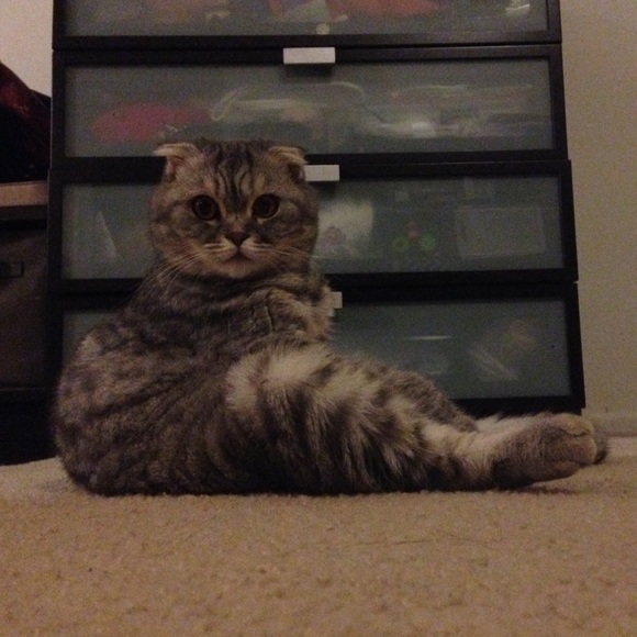 cat - Picture 2 of 2