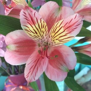 Black body con dress