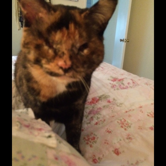 All Items Blind Kitty Approved!!! ='.'= - Picture 2 of 4