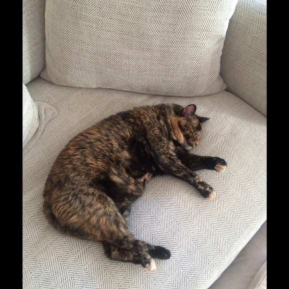 All Items Blind Kitty Approved!!! ='.'= - Picture 3 of 4