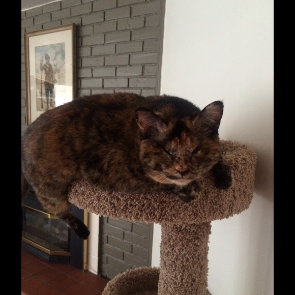 All Items Blind Kitty Approved!!! ='.'= - Picture 4 of 4