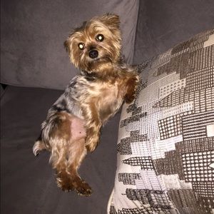 My puppy wants you to shop our closet!