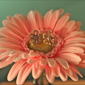 Betsey Johnson earrings