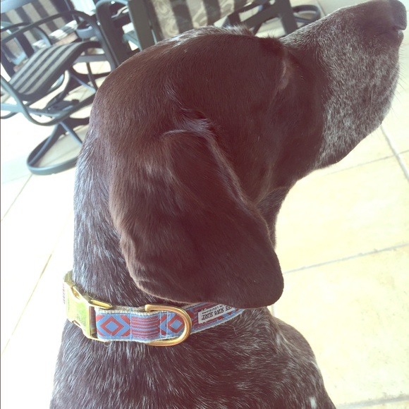 🐺🐶medium dog size urban outfitters collar🐺🐶