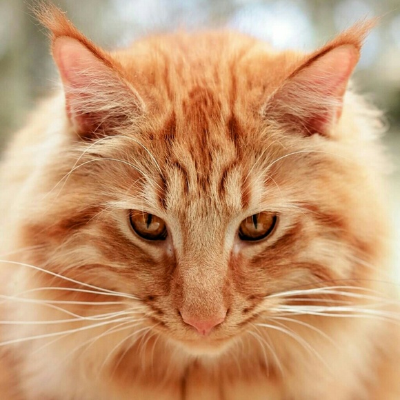 Meet your posher, Heather! - Picture 4 of 5