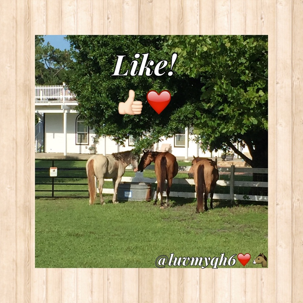 Following Game! Like! Share! & Follow! 🤗❤️🐴 - Picture 2 of 8