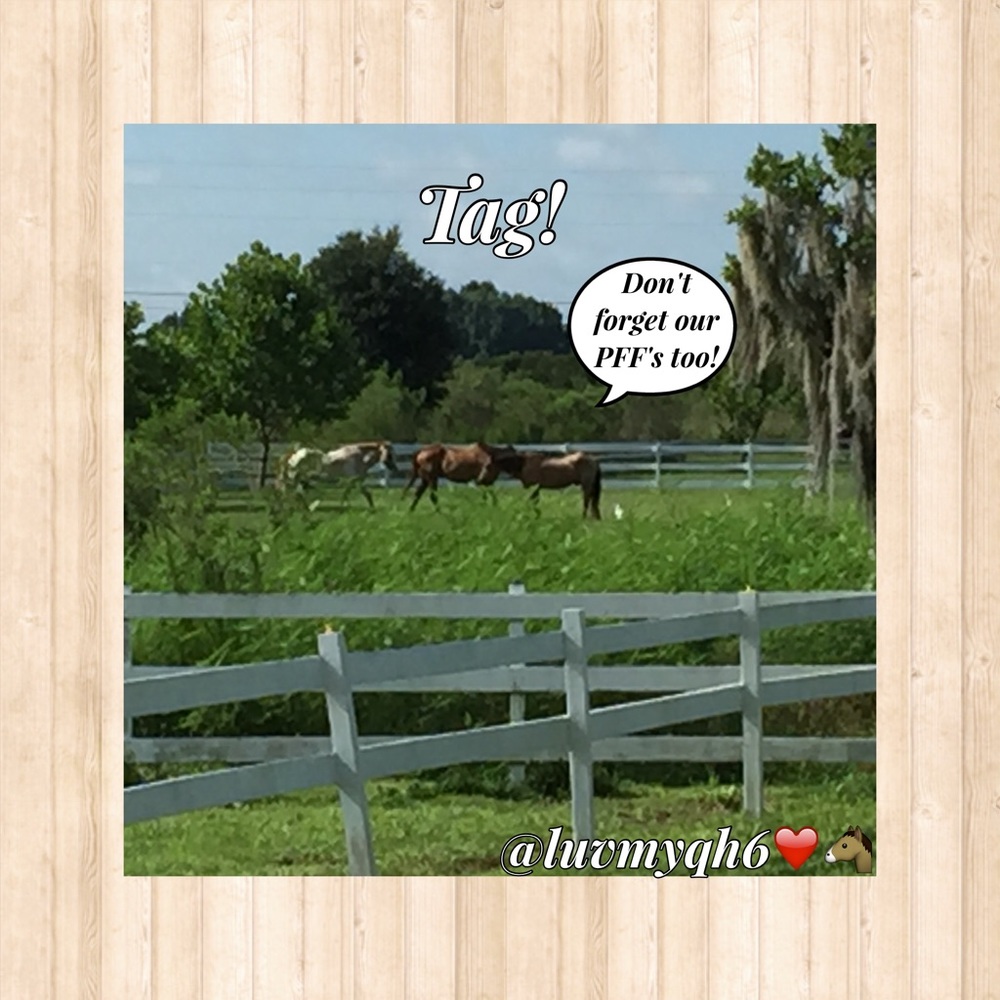 Following Game! Like! Share! & Follow! 🤗❤️🐴 - Picture 3 of 8