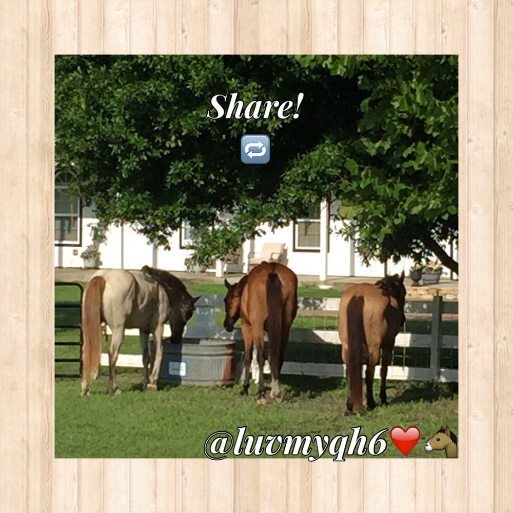 Following Game! Like! Share! & Follow! 🤗❤️🐴 - Picture 4 of 8