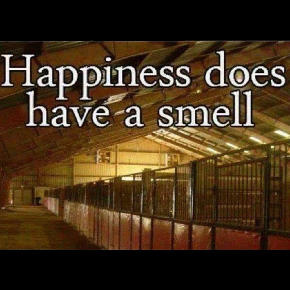 Following Game! Like! Share! & Follow! 🤗❤️🐴 - Picture 7 of 8