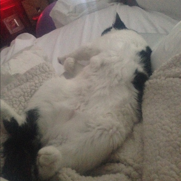 For Those of You Allergic to Kitties... - Picture 2 of 3