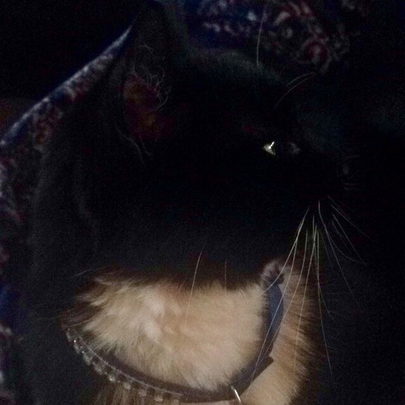 For Those of You Allergic to Kitties... - Picture 3 of 3