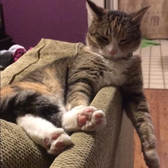 Meet Your Posher 🌻 - Picture 2 of 4