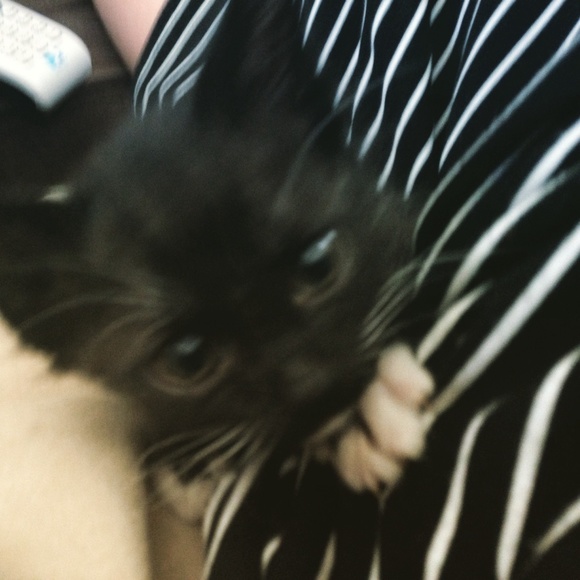 😻Popcorn - Picture 2 of 4
