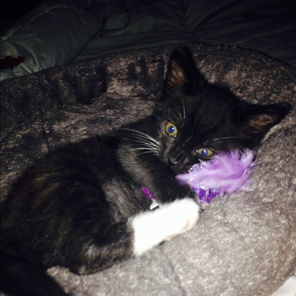 😻Popcorn - Picture 3 of 4