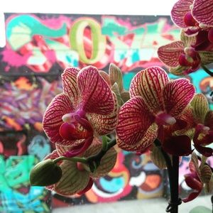 Bundle for @etphonejoan