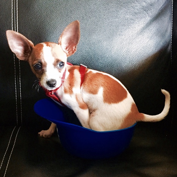 Dresses - Picture 2 of 4