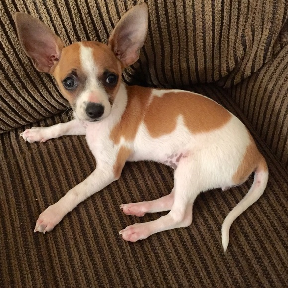 Dresses - Picture 4 of 4