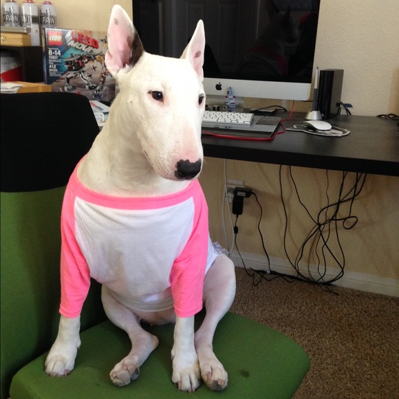 American Apparel dog raglan shirt - pink & white
