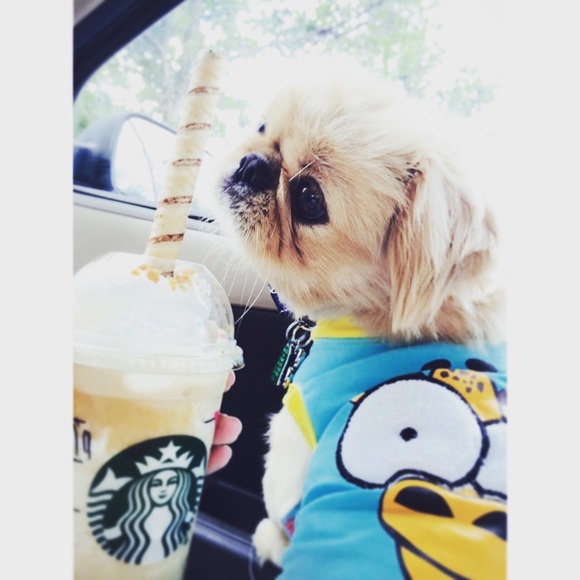 Accessories - Dog and cat top.