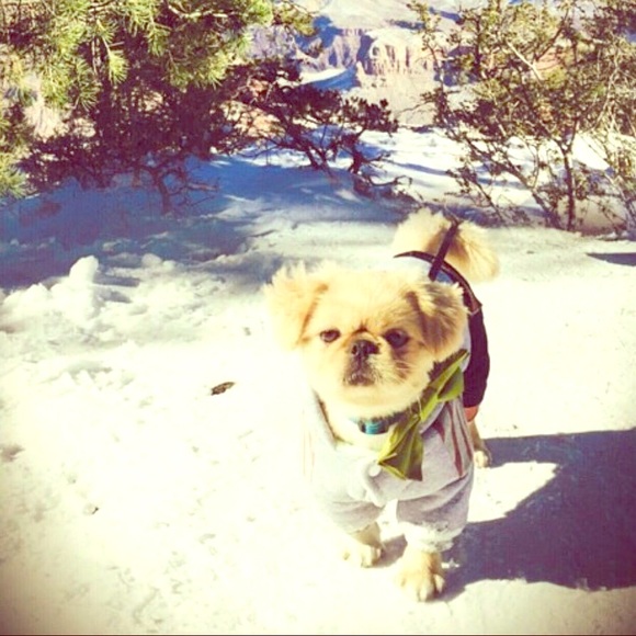 Doggie winter top.