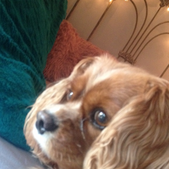 Clancy dog - Picture 2 of 2