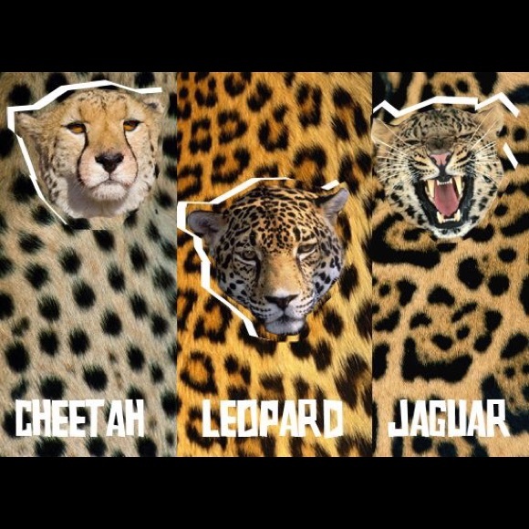 Know your big cat prints! Just for fun.😺😸🙀 - Picture 2 of 2