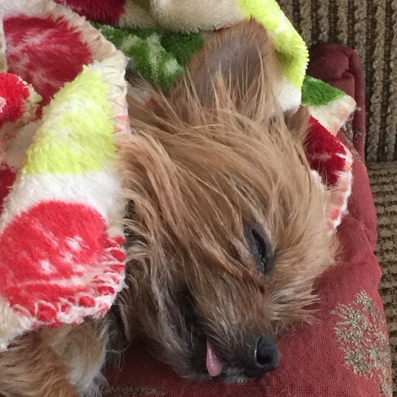 Please buy so I can get more toys for Lily!!! - Picture 4 of 5