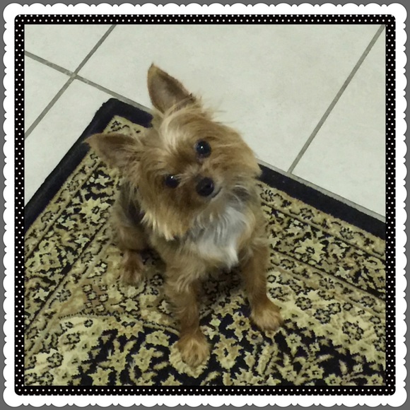 Please buy so I can get more toys for Lily!!! - Picture 2 of 5