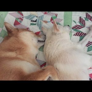 Love my fur babies! NFS