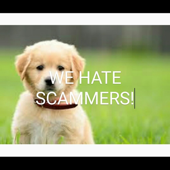 SCAMMER - Picture 2 of 4