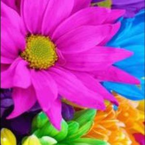 Summer flower wallpaper !!!!