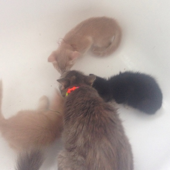 People in the Orlando area KITTENS - Picture 1 of 4