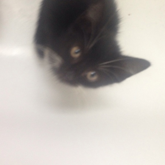 People in the Orlando area KITTENS - Picture 2 of 4