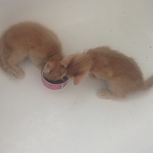 People in the Orlando area KITTENS - Picture 3 of 4