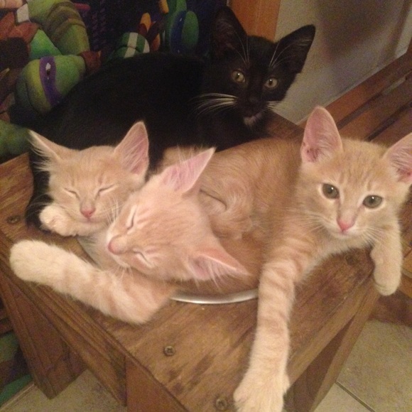 People in the Orlando area KITTENS - Picture 4 of 4