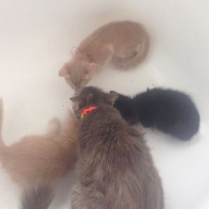 People in the Orlando area KITTENS
