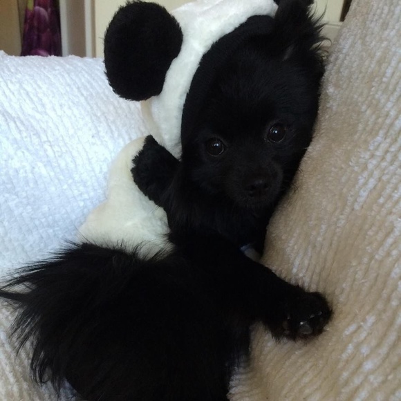 NFS Meet my Pom son Louie Bear. My baby!!!
